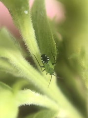 Macrotylus amoenus