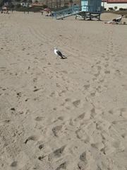 Larus occidentalis