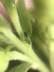 Macrotylus amoenus