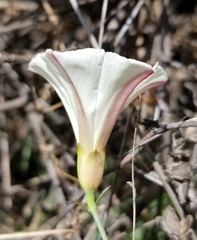 Calystegia purpurata