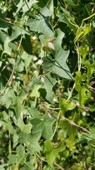 Calystegia purpurata
