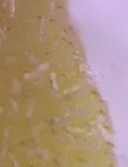 Eriococcus pohutukawa
