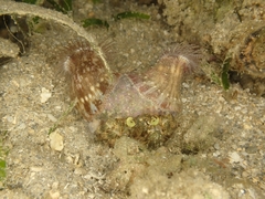 Dardanus deformis