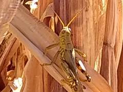 Melanoplus differentialis