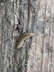 Ctenolepisma ciliatum