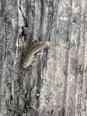 Ctenolepisma ciliatum