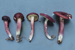 Russula gelatinivelata