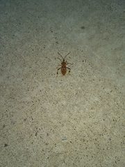Leptoglossus occidentalis