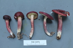 Russula gelatinivelata