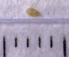 Eriococcus pohutukawa