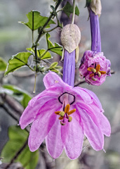 Passiflora cumbalensis