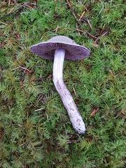Cortinarius camphoratus