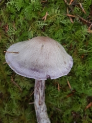 Cortinarius camphoratus