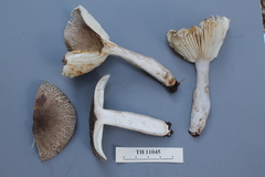 Russula myrmecobroma