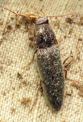 Elateridae