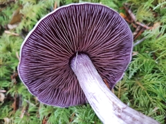 Cortinarius camphoratus