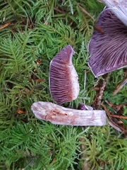 Cortinarius camphoratus