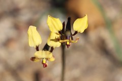 Diuris brachyscapa