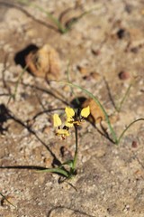 Diuris brachyscapa