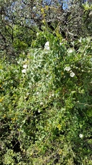 Calystegia purpurata
