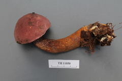 Tylopilus pakaraimensis
