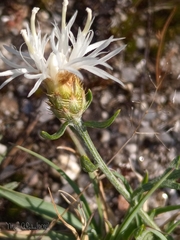 Centaurea limbata