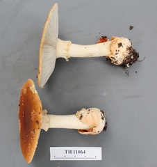Amanita aurantiobrunnea