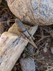 Sphingonotus lluciapomaresi
