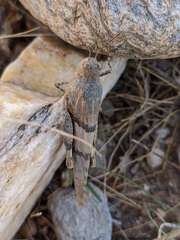 Sphingonotus lluciapomaresi