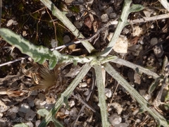 Centaurea limbata