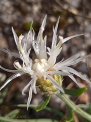 Centaurea limbata