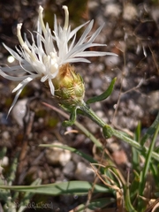 Centaurea limbata