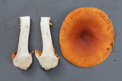 Amanita aurantiobrunnea