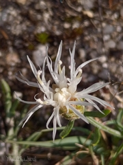 Centaurea limbata