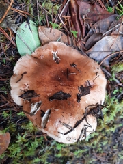 Tricholoma aurantium