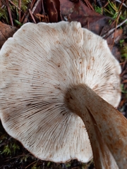Tricholoma aurantium