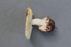 Amanita campinaranae