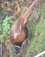 Phasianus colchicus