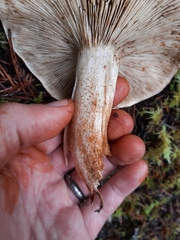 Tricholoma aurantium