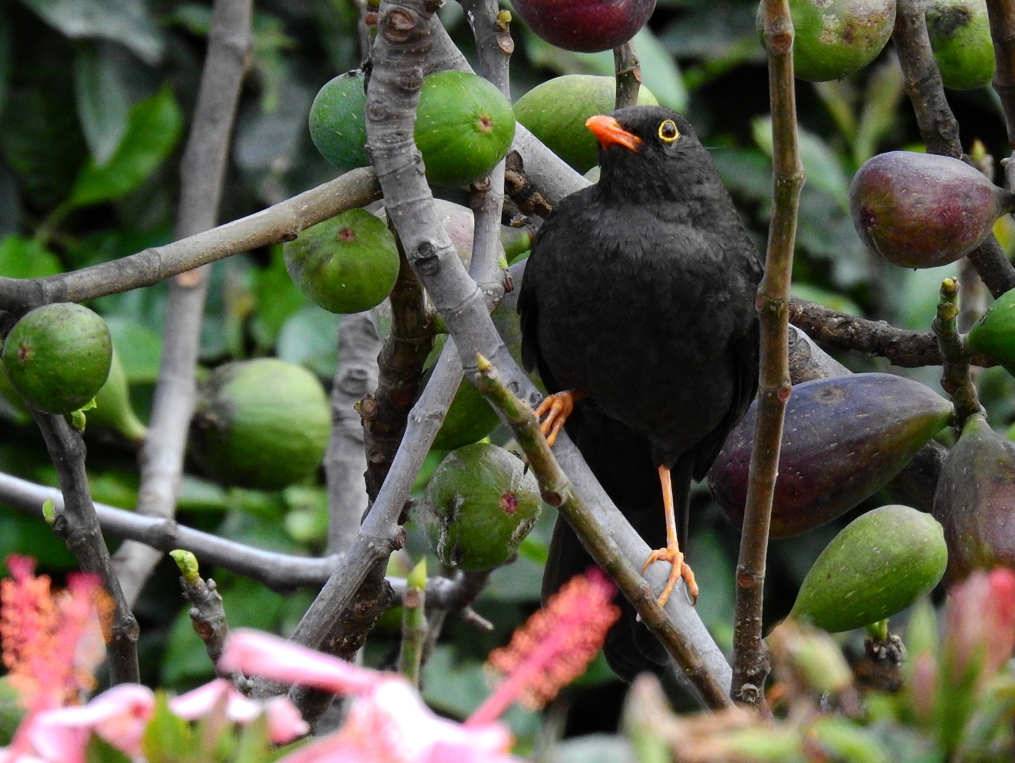 Great Thrush (Turdus fuscater)