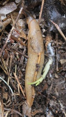 Tandonia sowerbyi