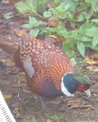 Phasianus colchicus