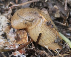 Tandonia sowerbyi