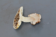 Amanita campinaranae