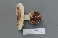 Amanita campinaranae