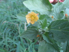 Malvastrum americanum