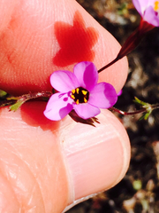 Leptosiphon ambiguus