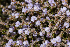 Limonium hyblaeum