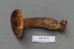 Tylopilus orsonianus