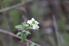 Lantana
